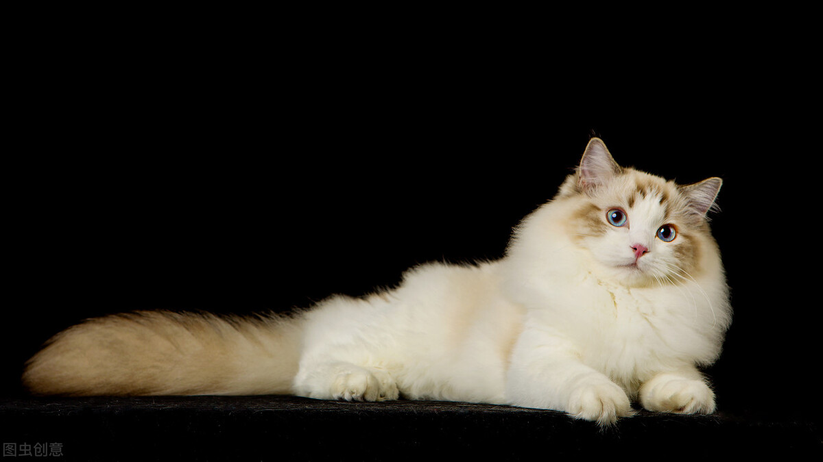 新手怎么选猫品类,新手如何选猫养猫