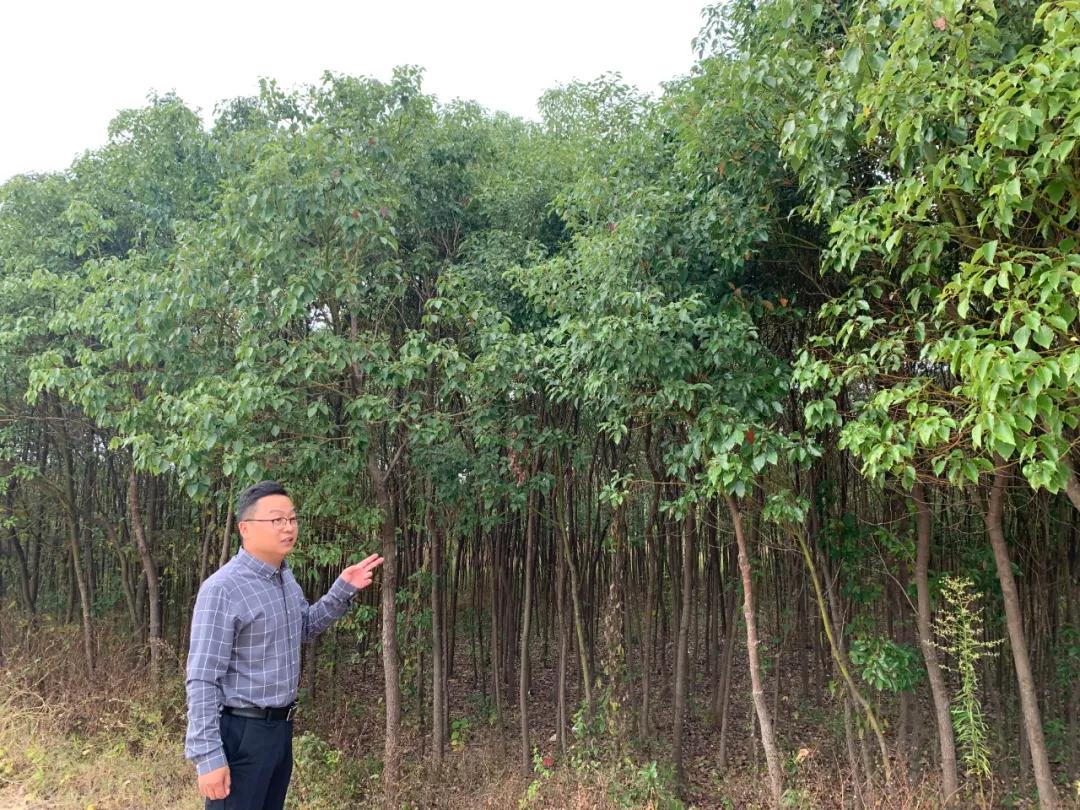 黄峰：“苗”准新商机“种”下二次创业梦