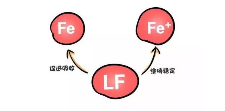 关于乳铁蛋白的那些事，那些不鲜为人知