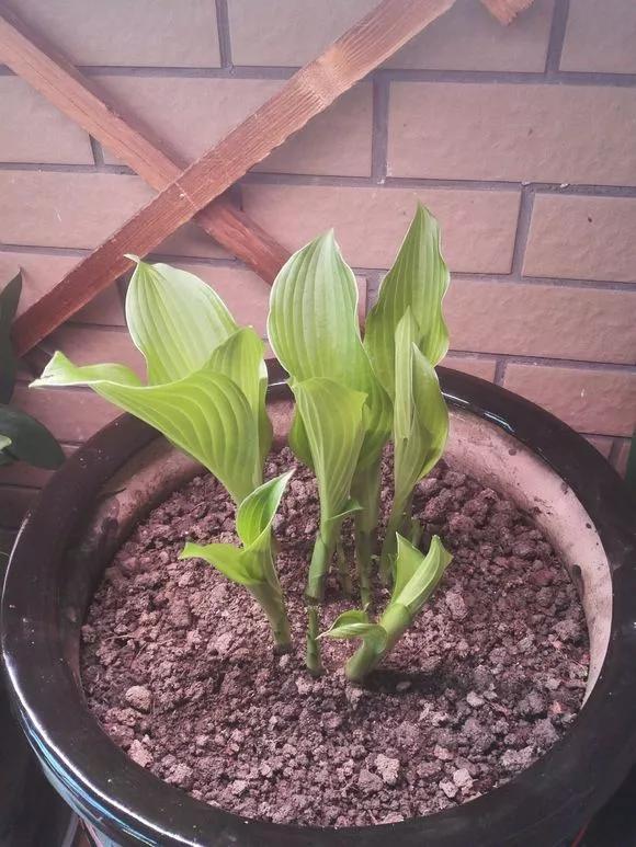 5种花随便养都能活,5种花叶子不能喷水一喷就全烂了