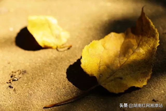 湘潭大学图,湘潭大学是湘大校友最多的大学