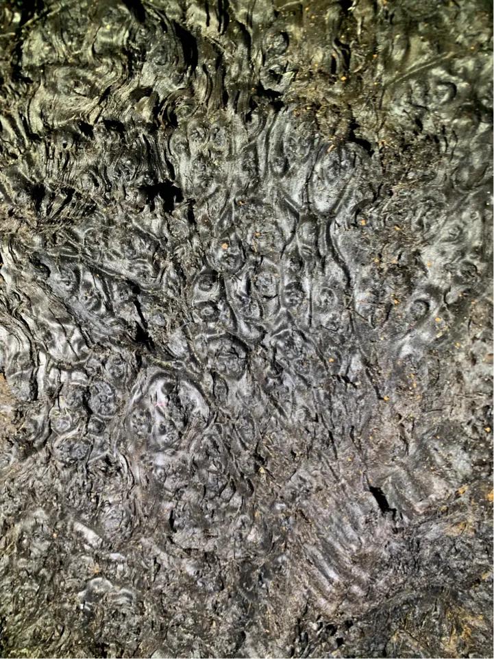 树瘤的价值与功效,榆木树瘤价值