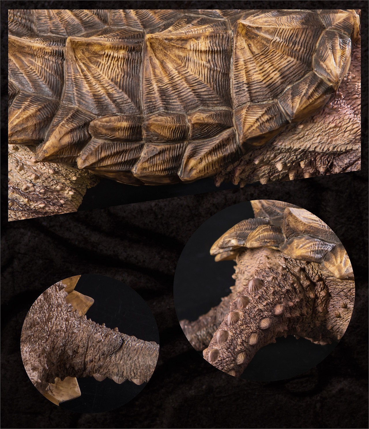 真鳄龟苗咬合力怎么样,真鳄龟可以被驯化吗