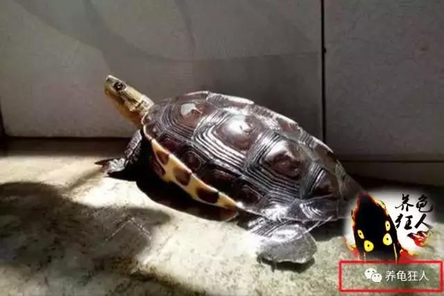 中华花龟和台湾花龟有什么区别,斑纹草龟和普通草龟的区别