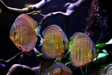 观赏鱼选择,想要选择比较容易饲养的观赏鱼