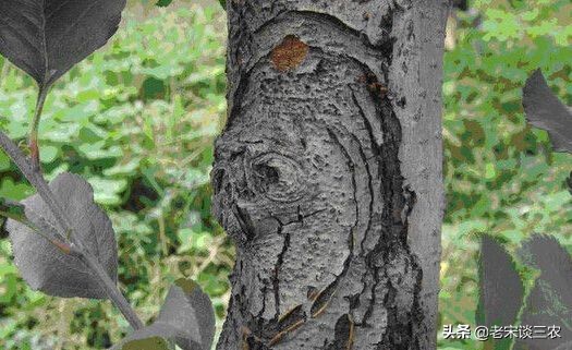 老苹果树嫁接后树干的干腐病咋办,二年生苹果树腐烂病和干腐病防治