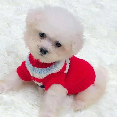 遇到狗怎样化解,狗狗得了细小自救方法