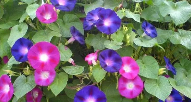 顽强的花全文,轨道边盛开了生命力顽强的喇叭花