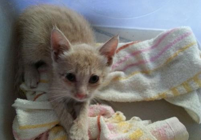 新生乳猫喂养,小奶猫该怎么养需要注意哪些事项