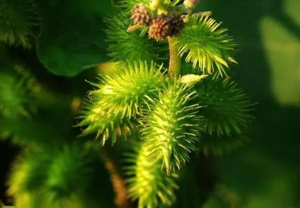 农村这种野草功效多,小时候常见可以吃的野草