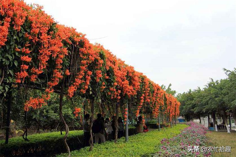 花期长达半年，种一棵爬满墙，花的价值珍贵少人知