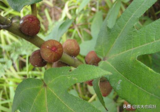 堪称广东的人参,广东人参叫什么