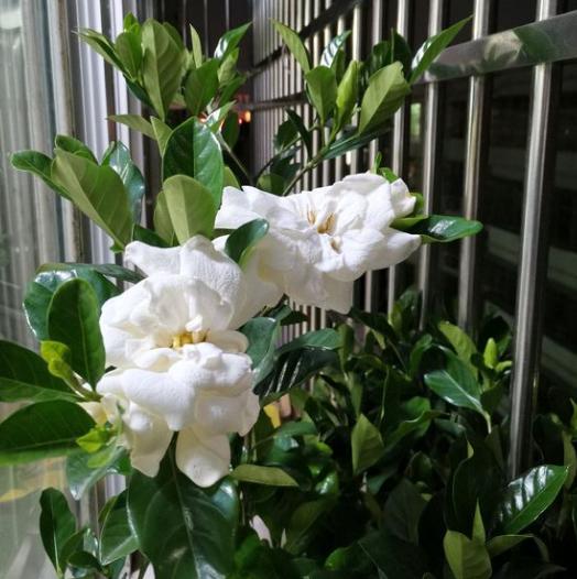 想要养好花几招教会你,想要花养好口诀要记牢