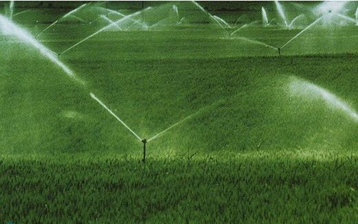 水稻干旱胁迫处理,刘公庙镇水稻干旱