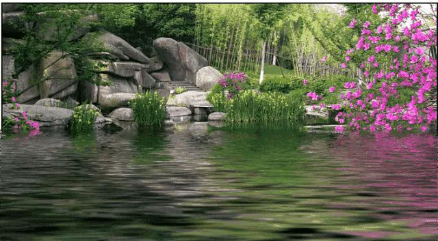 山水花鸟图片欣赏及名称,画花鸟鱼虫活灵活现