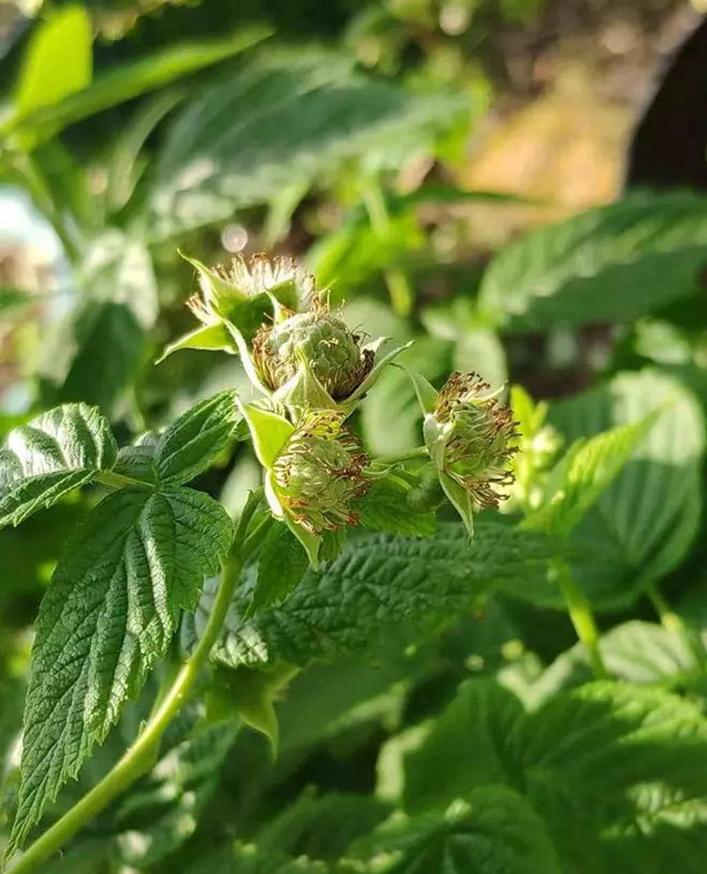 适合广东种植的双季树莓,北方双季树莓