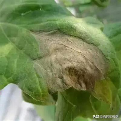 番茄灰霉病控制住,灰霉病番茄能吃吗