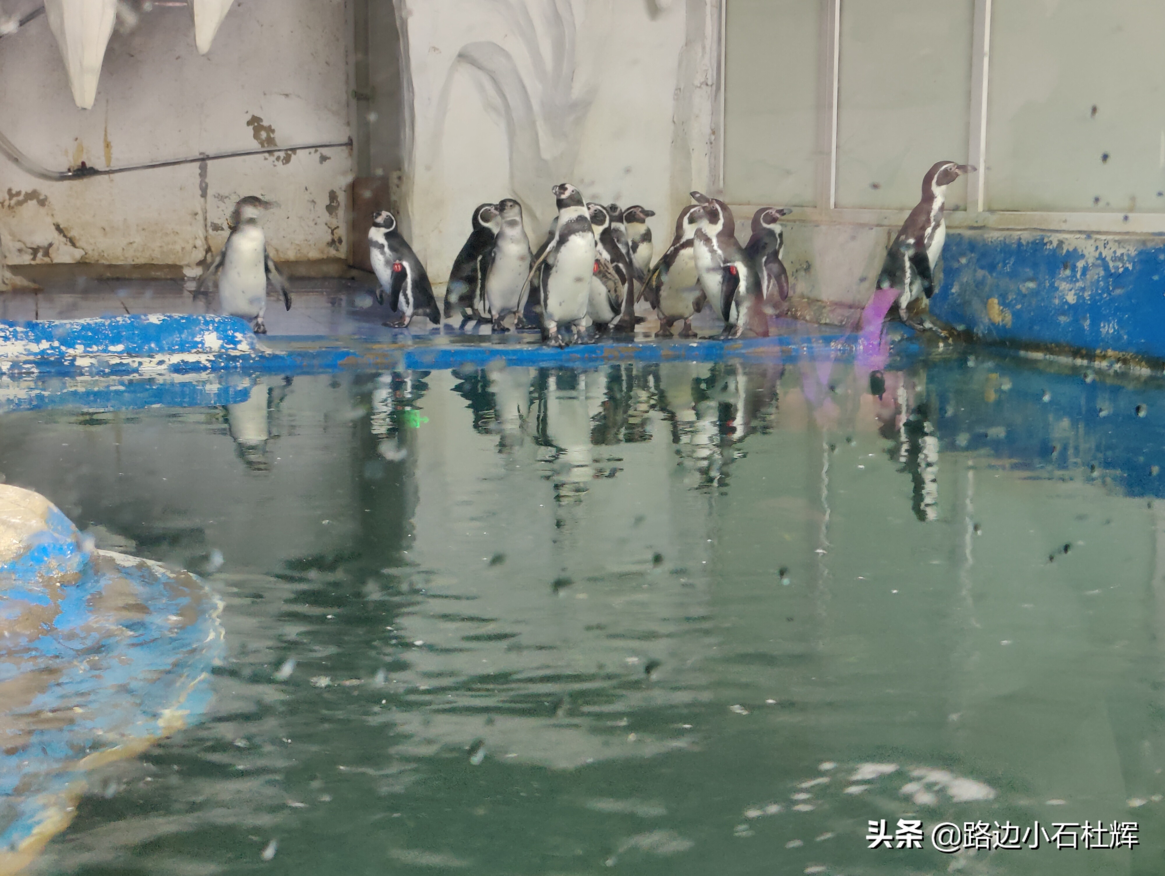 北京海洋馆海底世界和动物园攻略,游北京动物园海洋馆