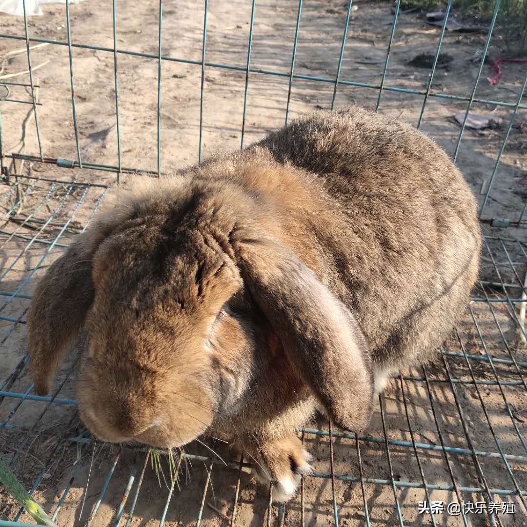 兔价为什么跌得这么快,兔价低如何应对