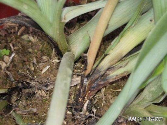 如何让绿萝1星期内死亡,家里芦荟根死怎么救活