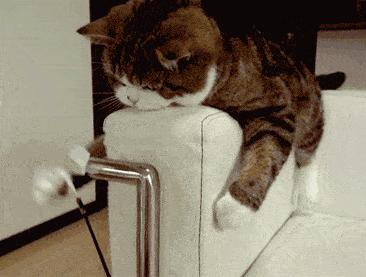 辟谣!猫咪发情用棉签可以止住?小心猫咪患上子宫蓄脓