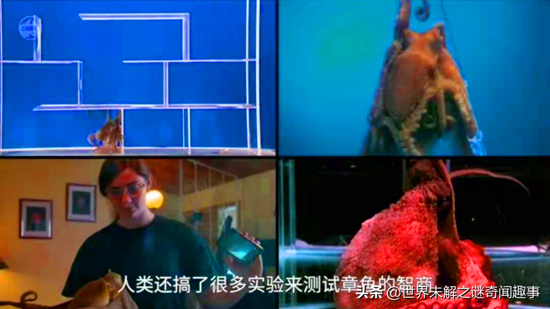 动物智商未来能超越人类吗,如果动物智商超过了人类会怎么样