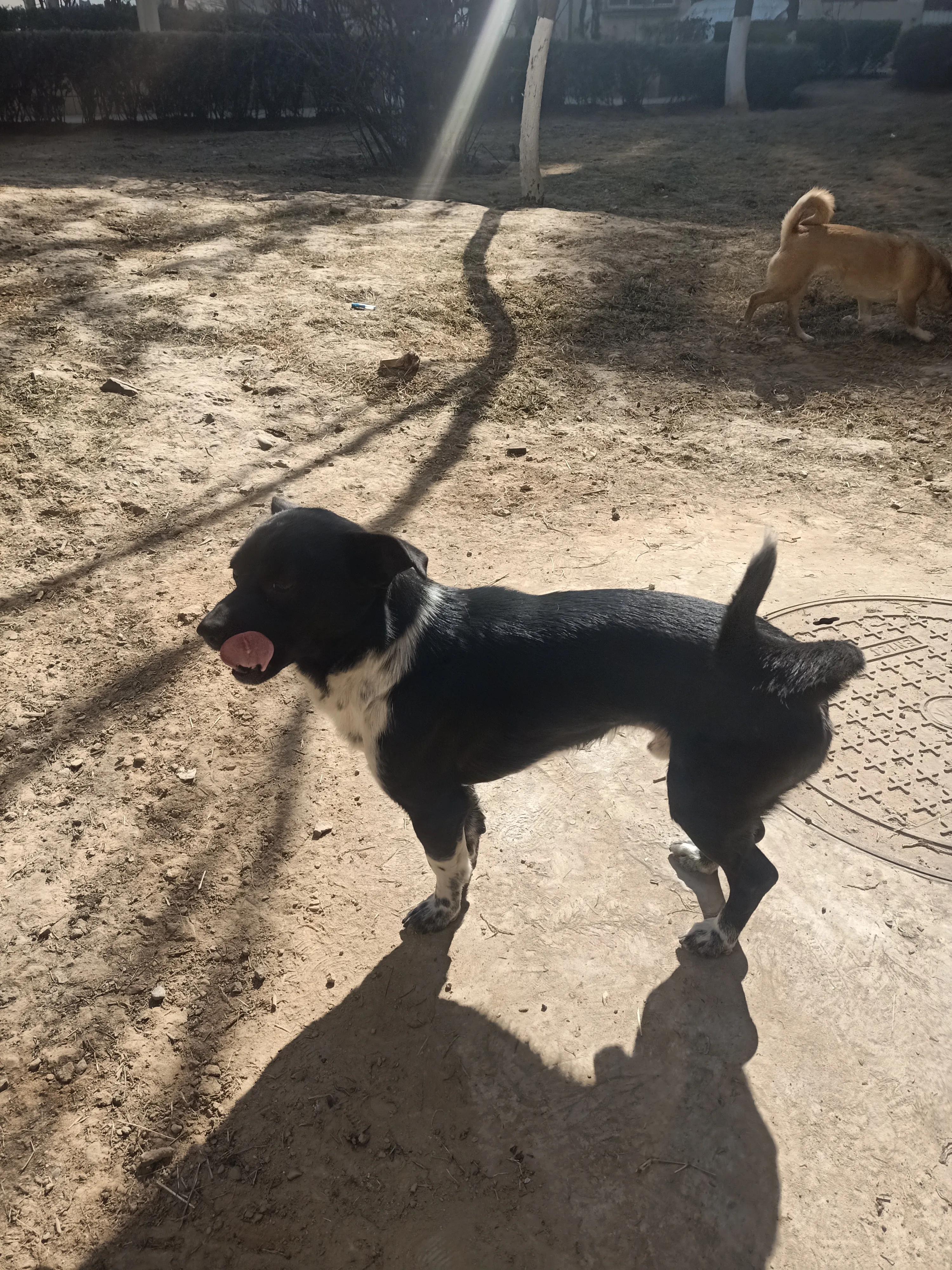 狗狗没有地方养了，怎么办？