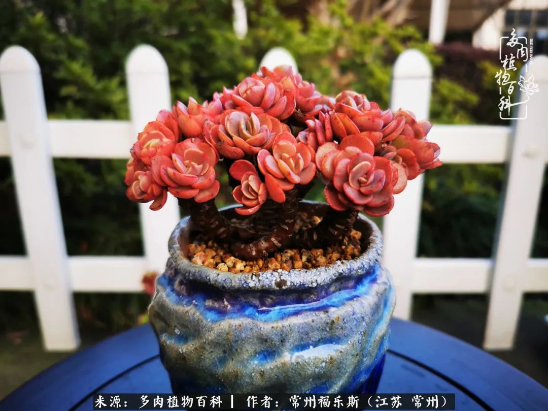 多肉是一处景物吗,多肉也有一道靓丽的风景