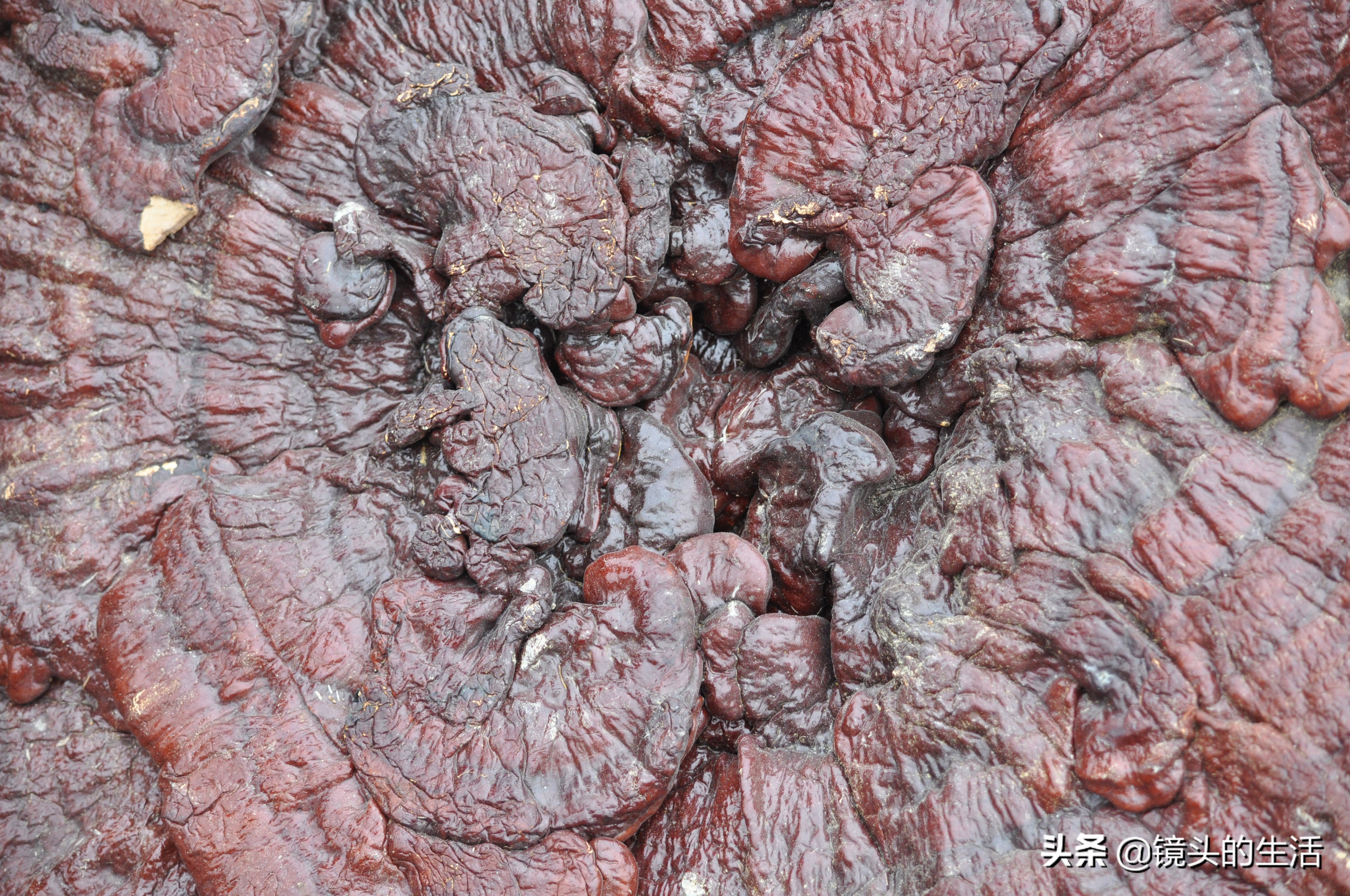 澶у彅鎺忓嚭6鍧楀崠鑽潗鐨勯挶,鍐滄潙灏忎紮鎵惧埌鐝嶈吹鑽潗浠锋牸涓嶈彶