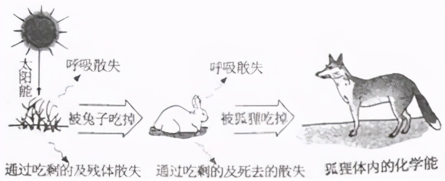 人教版七年级生物植物的呼吸作用,生物光合作用与呼吸作用的综合题