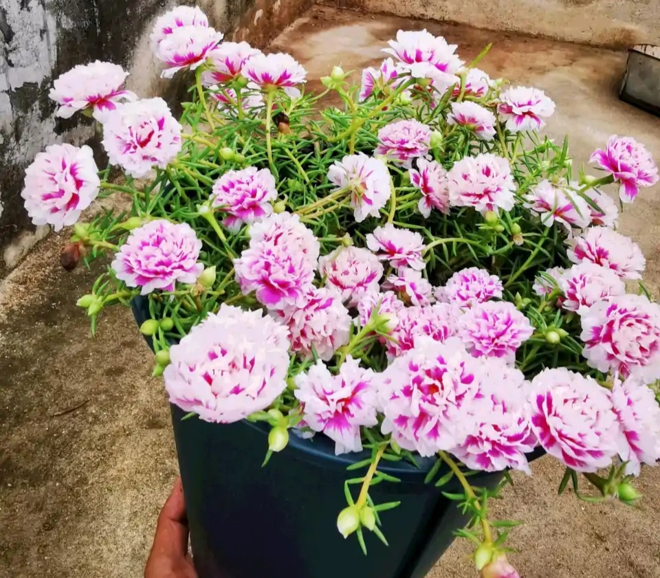 一年四季不死的十种花水养,浇水过多死的植物