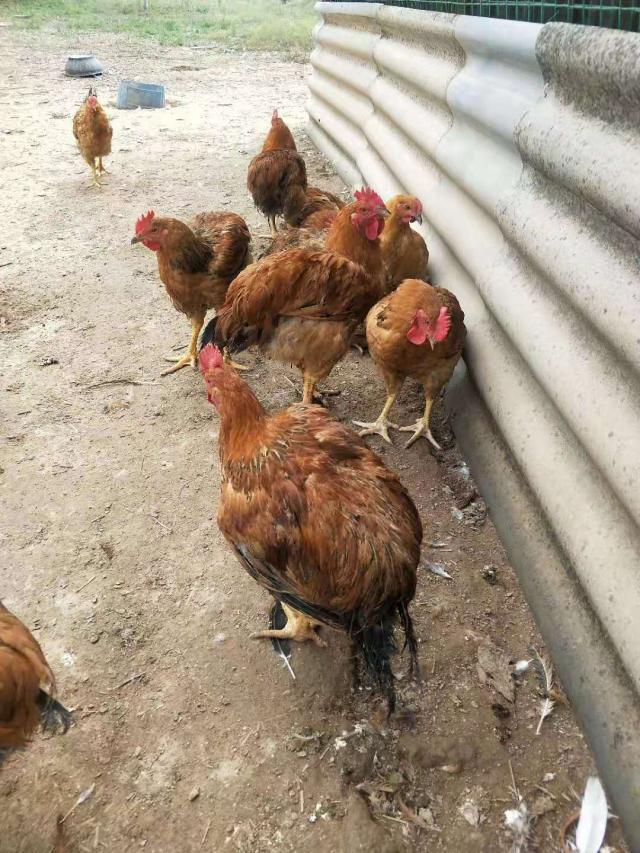 多西环素治疗鸡呼吸道,氟苯尼考加多西环素治疗支原体