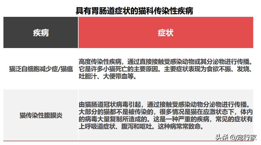 猫为什么会呕吐？如果我家猫呕吐了，我该怎么办？