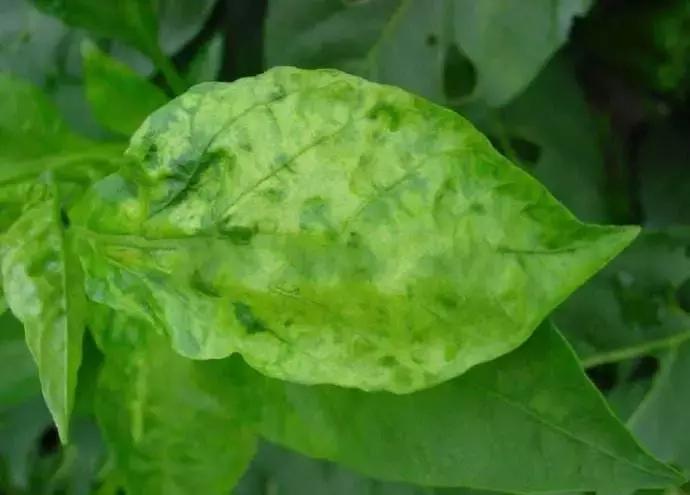 植物癌症病毒怎么防治,植物病毒病最佳治愈方法