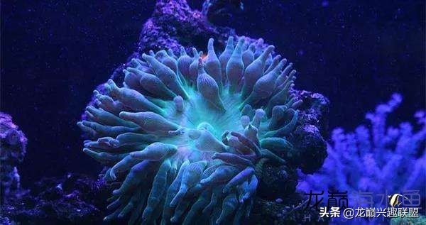 看完别笑,都陪我哭!新人下海开缸的血泪史