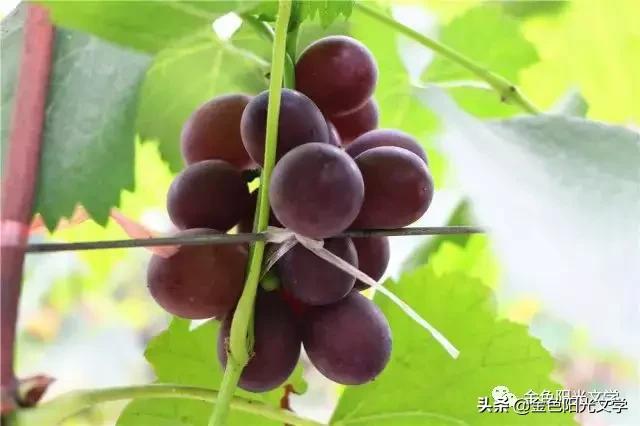 给葡萄剪芽剪晚了,给葡萄发照片