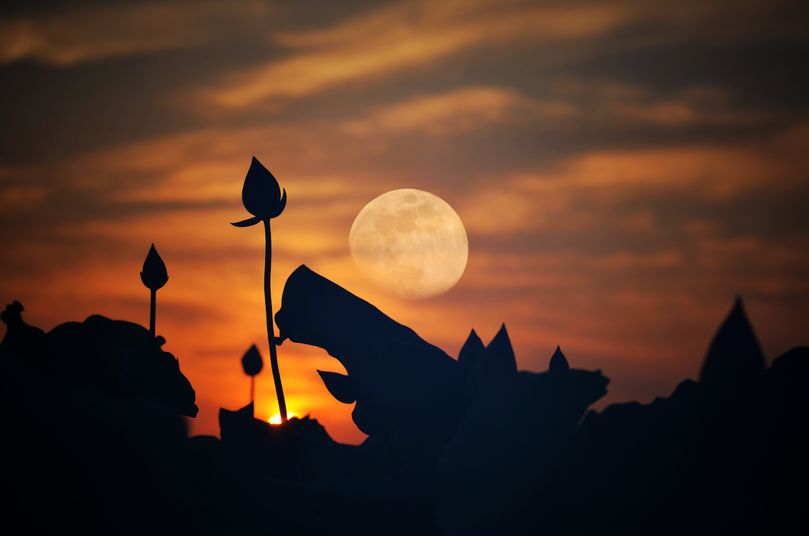 常德，那些惊艳夏日的荷花