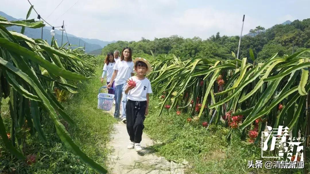 火龙果爆开,红心火龙果大爆单