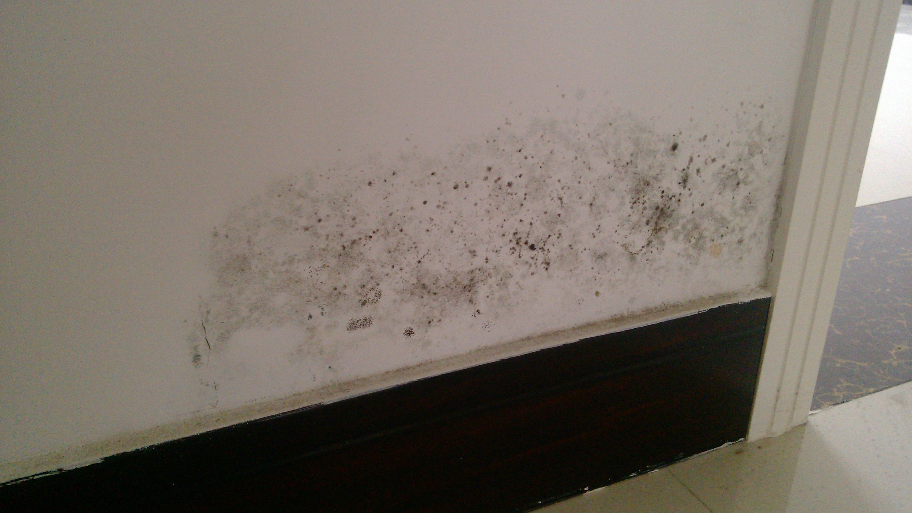 房屋墙壁回潮发霉怎么处理,墙壁大面积发霉