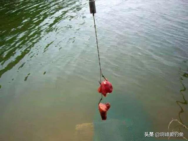 为什么钓鱼人讨厌鲶鱼,解锁鲶鱼钓鱼的乐趣只有钓鱼人懂
