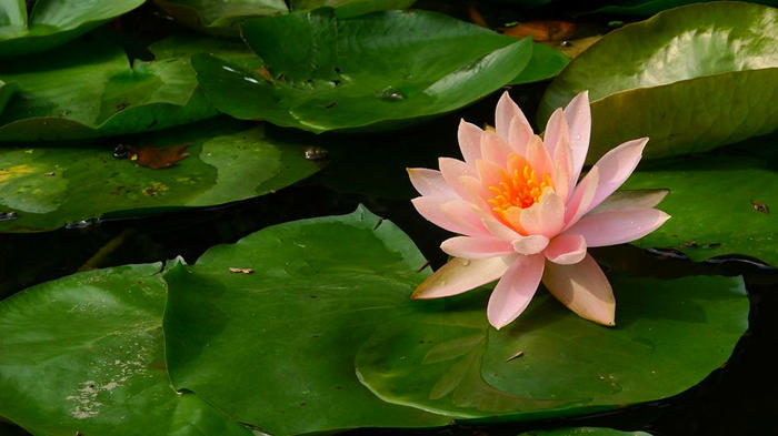 水培睡莲叶子发黑腐烂是什么原因,水培睡莲叶子边缘发黑腐烂