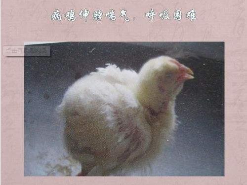 流泪后眼睛肿了怎么快速消肿,脸肿眼睛肿流眼泪是怎么回事