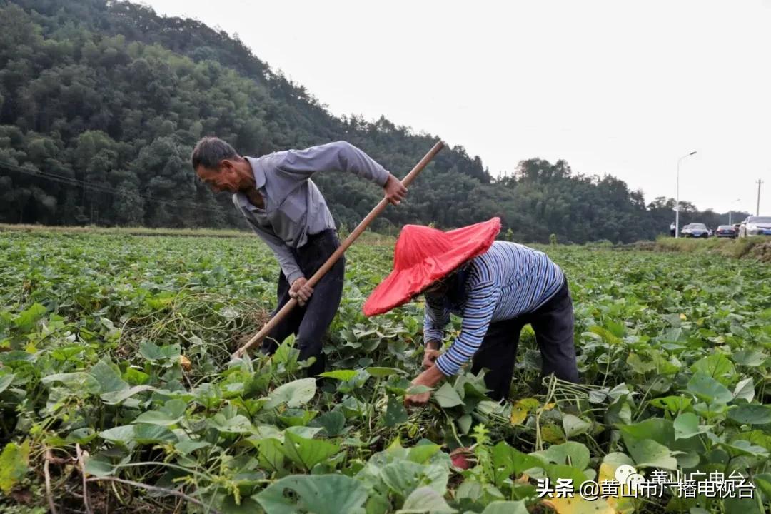 今日休宁 (休宁今天视频)
