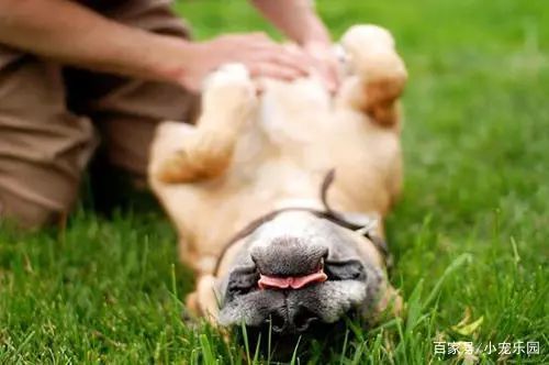 宠物体外寄生虫有哪些,宠物体内寄生虫清除过程