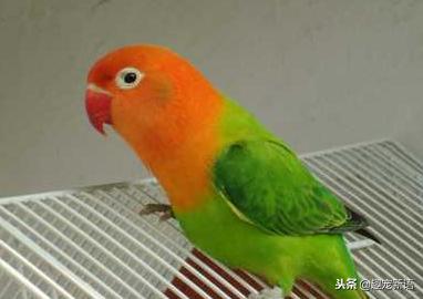 如何养好宠物鹦鹉视频讲解,萌宠造型鹦鹉怎么养