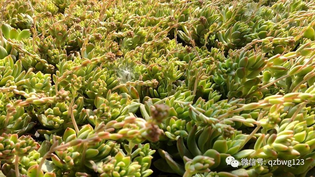 河北曲周多肉植物批发,曲周县西木多肉科技