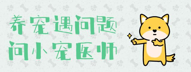 狗发情流血可怕？了解春季狗狗的发情期，不让你尴尬不让狗生病