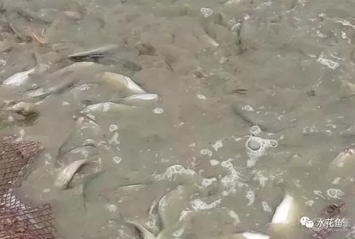 鱼类生病症状图片,天气热鱼塘死鱼是什么原因造成的