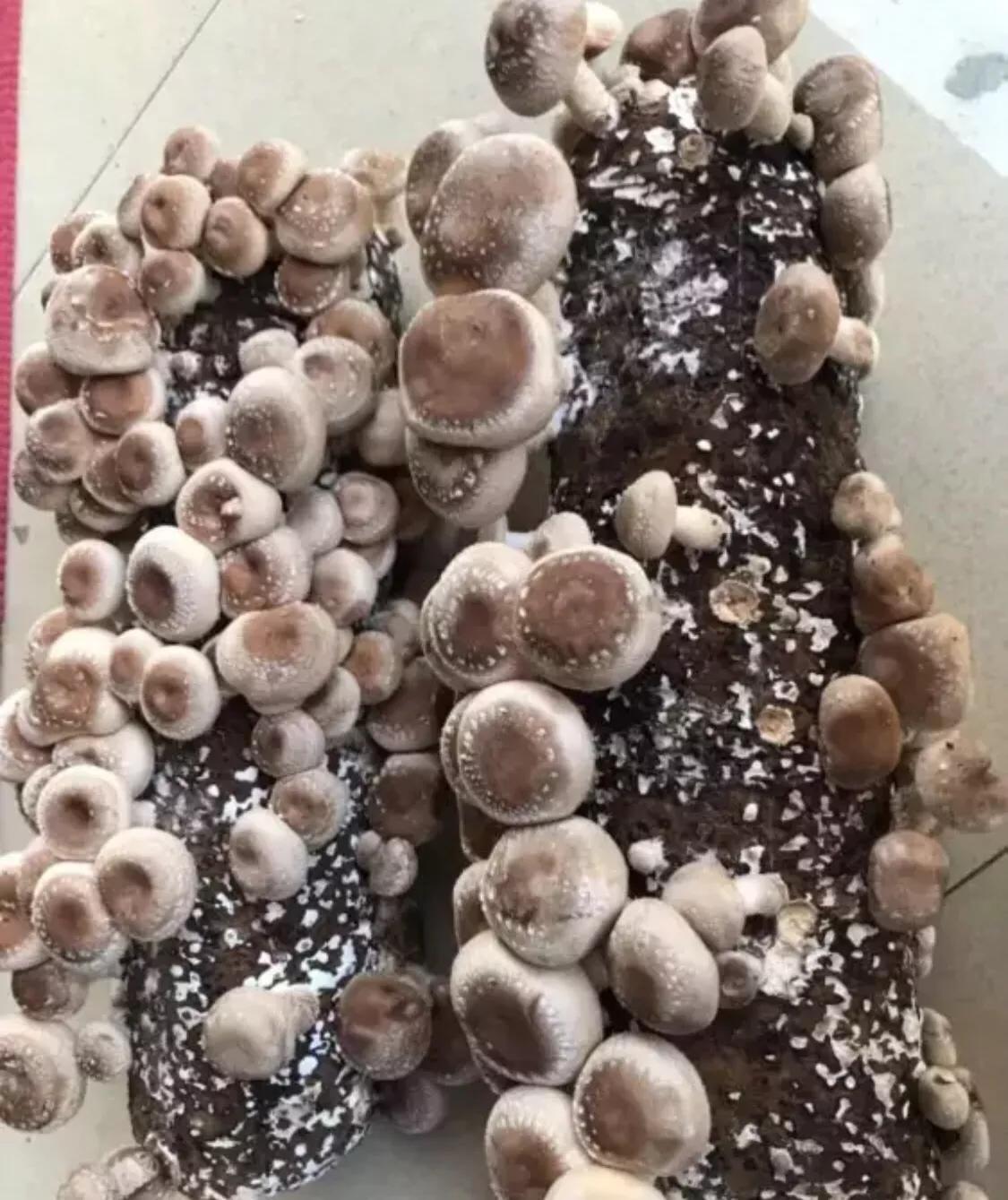 香菇生料栽培与熟料栽培的区别,食用菌栽培技术香菇