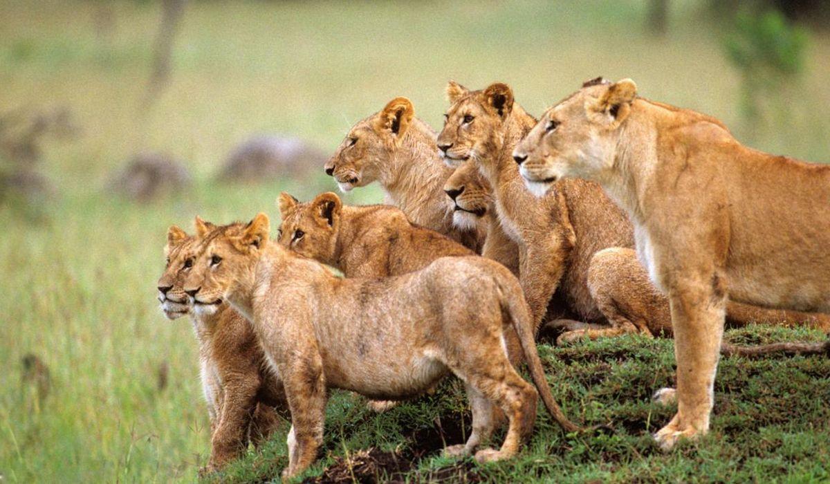 为什么雄狮和雌狮不一起生活,雄狮与雌狮战斗力区别